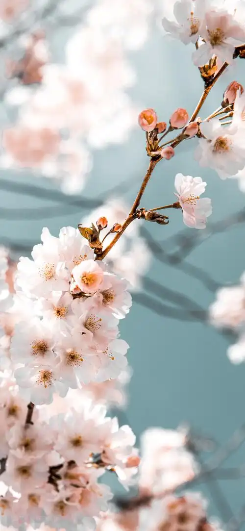 最美的手机壁纸花朵-花卉壁纸 - 壁纸之家