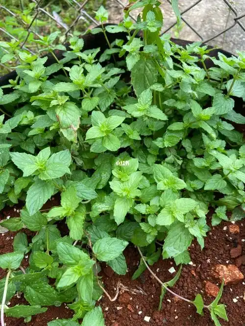 不知道自己养了个什么品种的薄荷,可否食用的,一颗就爆盆,但又不敢吃
