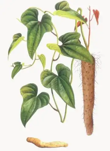 原植物:缠绕草质藤本.