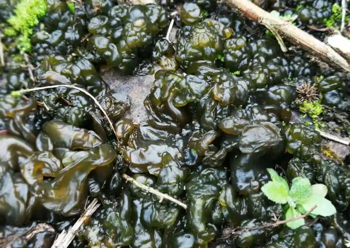 中国特色山野美食《地木耳》__财经头条