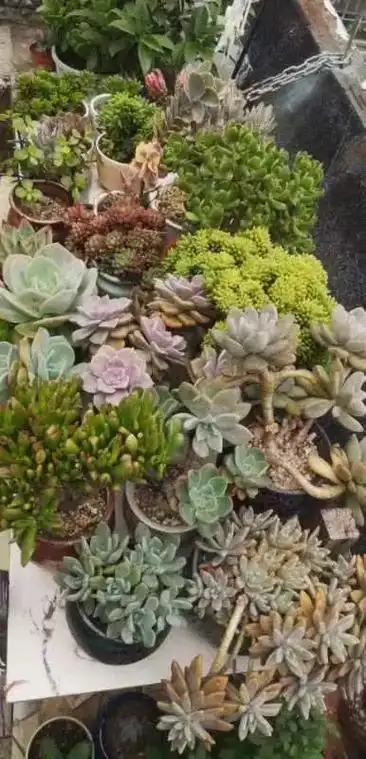 自家的小花园鲜花已盛开 ,都是儿子的作品!美美哒! - 抖音