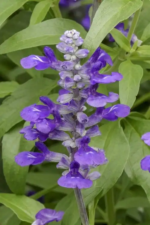 蓝花鼠尾草vv首发
