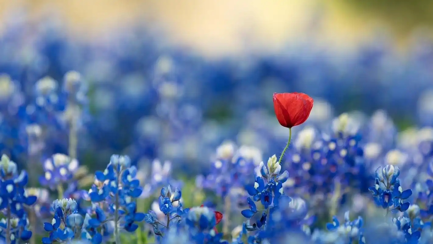 确诊双相情感障碍七年我是如何走出来的