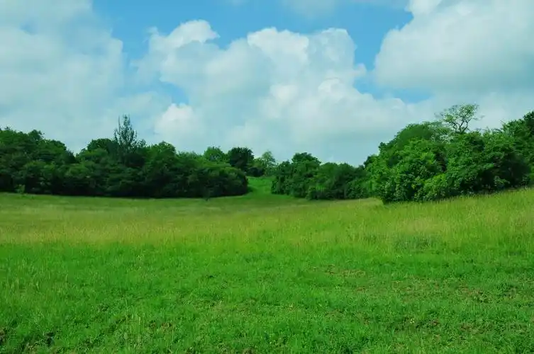 绿色护眼的草地风景图片