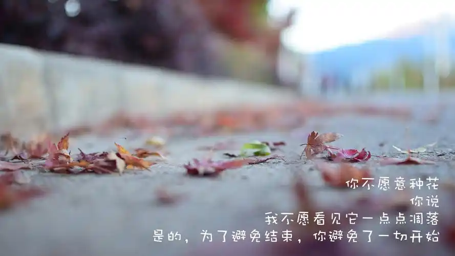 文字控落叶凋零壁纸