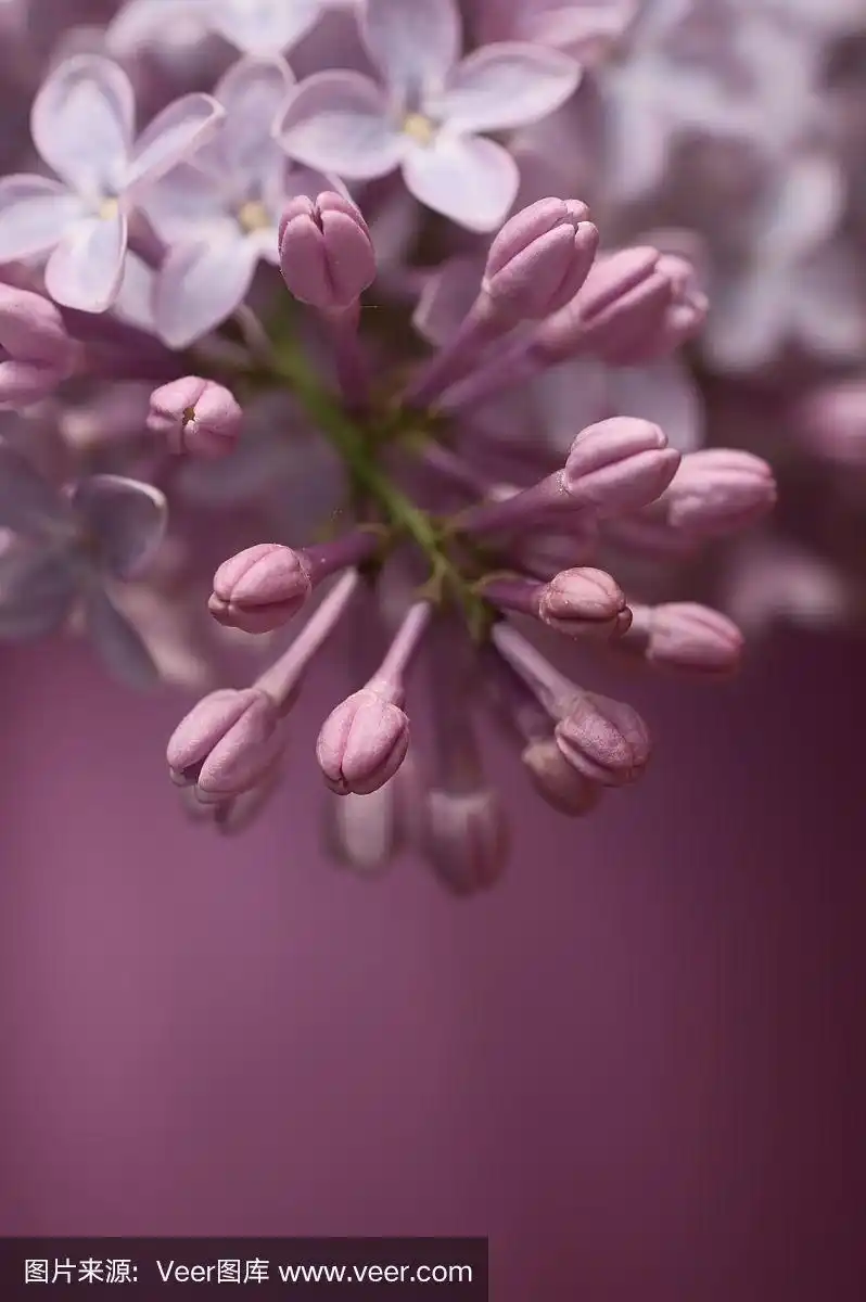 粉红色的丁香花和花蕾背对粉红色背