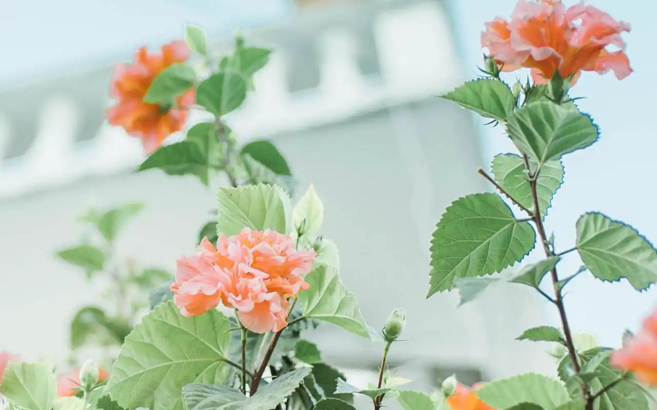 小清新绿色花卉植物高清唯美图片壁纸