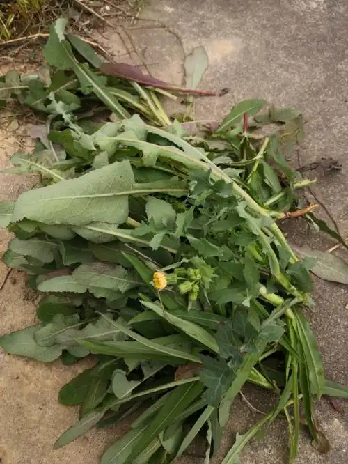 这是蒲公英吗能吃吗