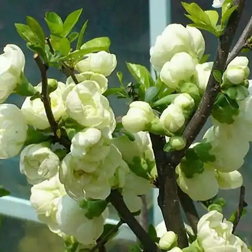 绿海棠植物 绿宝石花卉 银长寿耐寒树苗年宵花卉 绿宝石海棠4年 不含