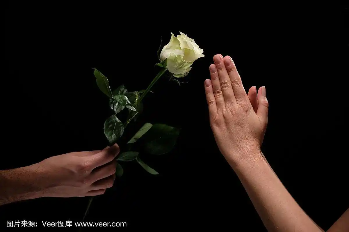 白玫瑰vs双手合十祈祷