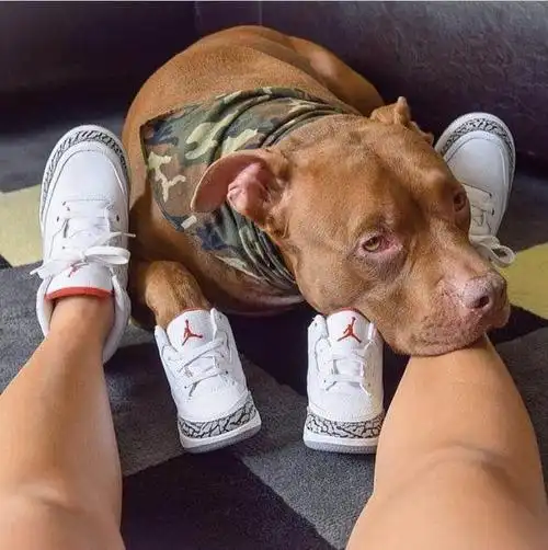 当你还在发愁没钱买鞋的时候这只aj狗早已拥有众多收藏了