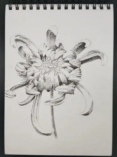 针管笔画《菊花 —— 紫龙卧雪》