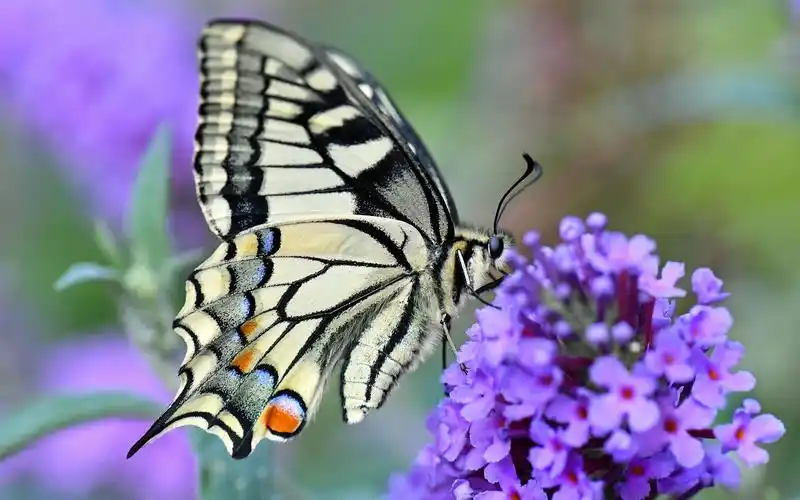 燕尾蝴蝶,紫色的小花朵 壁纸