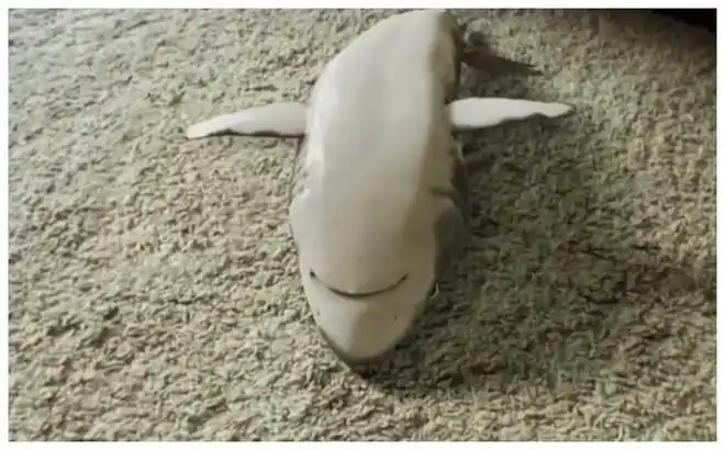 小伙家里养条鲨鱼当宠物很会卖萌撒娇看完心都要化了