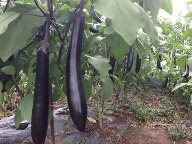 如何才能种植品质好的茄子,了解以下5点,让你轻松种植茄子