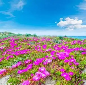海花岛粉红色的花朵和蓝天在普拉塔莫纳海滩.撒丁岛, 意大利照片