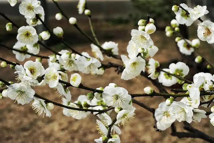 摄影:云中漫步(谈) 文字:古诗 《绿萼梅》 宋·喻良能 白练铢衣翠袂斜