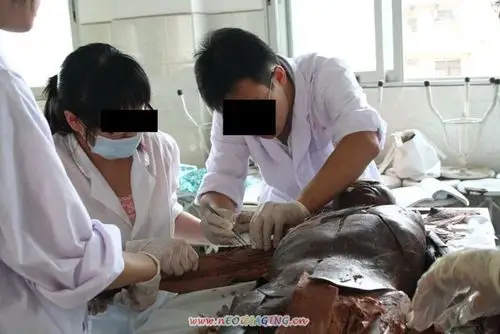 深长,呵呵… 课前的尸体经过了甲醛溶液的浸泡,就是俗称的"福尔