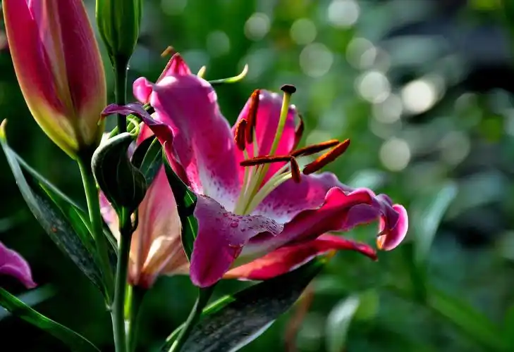 绚丽百合花图片第5张