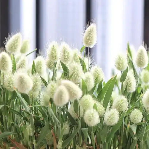 兔尾巴草的生长日记