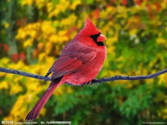 红鸟图片
