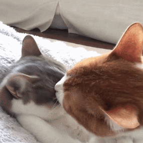 riepoyonn# 喵星人来了,我们一起看看猫片_撩妹撩汉表情好无聊表情包