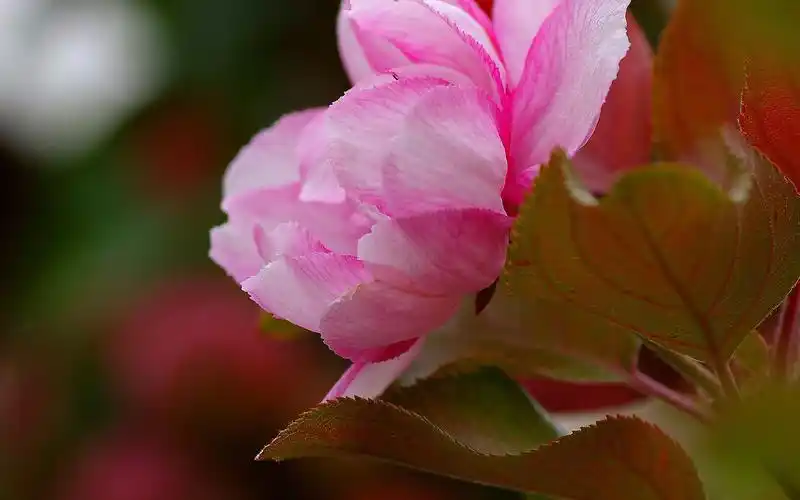 唯美粉色花朵高清桌面壁纸,植物壁纸,唯美,小清新,花卉,植物,高清