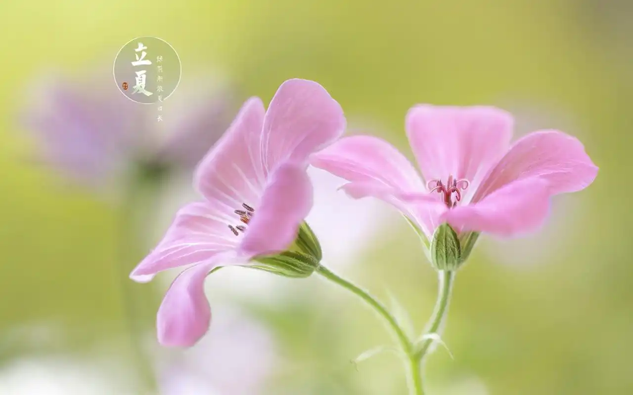 立夏二十四节气之清新主题壁纸