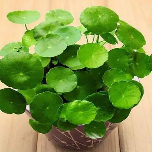 中药:不是花,其实它是"草"叫金钱草-搜狐