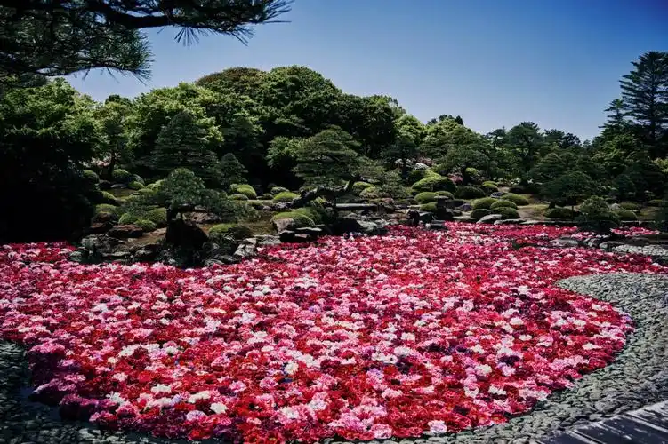 由志园牡丹园游会,第一次近距离看牡丹