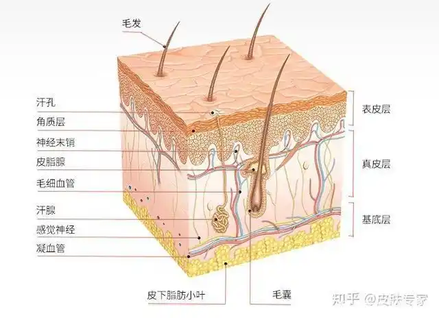 皮肤结构图