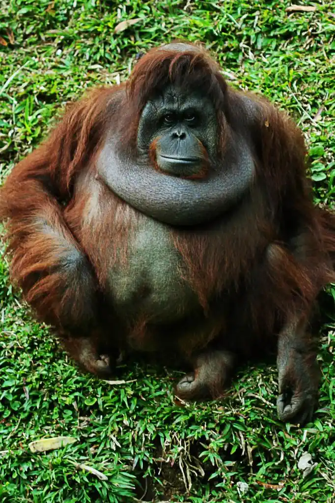 猩猩,男性 orang utan 盯着我们