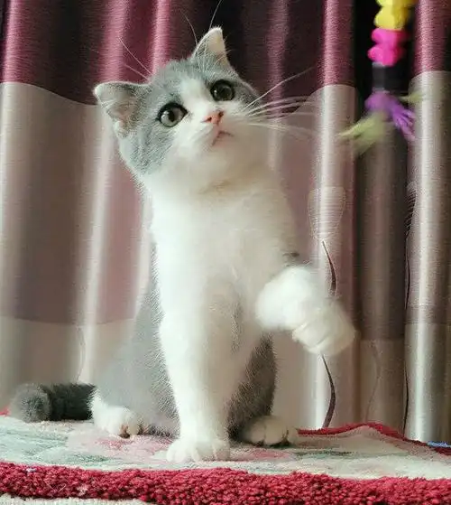 英短美短转让包健康