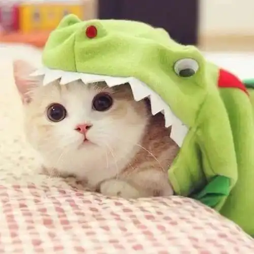 猫咪头像30天不重样每一只都可爱到爆炸