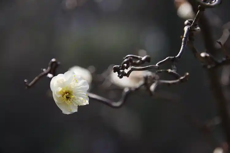 【 佳能40d—适马18～200龙游梅 】