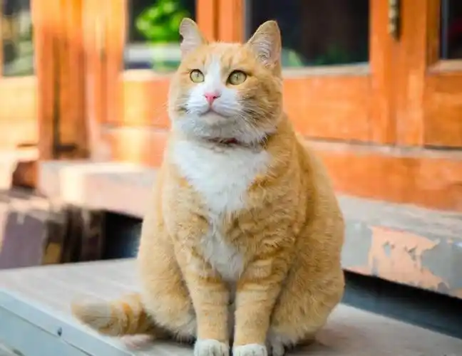 橘猫刚刚出生下来的体重是70到135克,等到三周左右是215到420克,成年