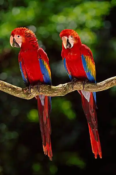 原创世界上最漂亮的30种动物