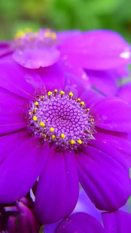 iphone 壁纸 紫色的花朵微距摄影,花瓣,春天