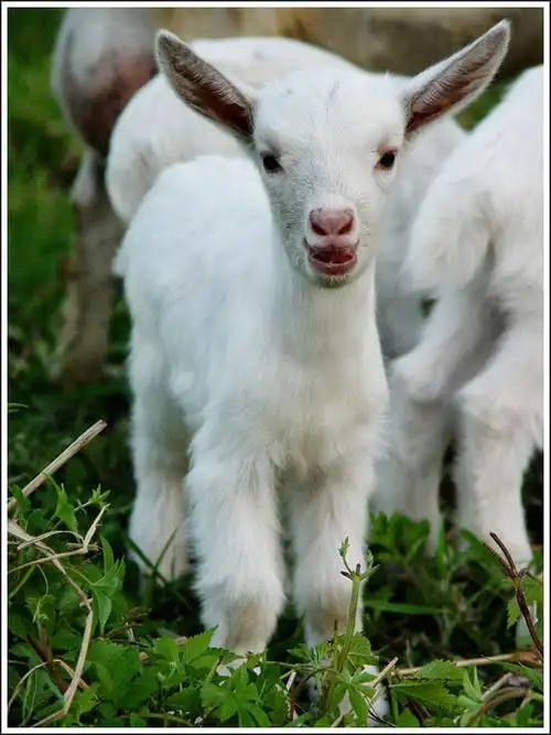 可爱的山羊(记叙文)