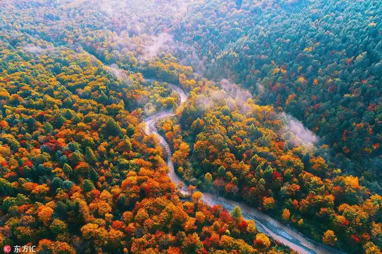 吉林长白山林区金秋林海
