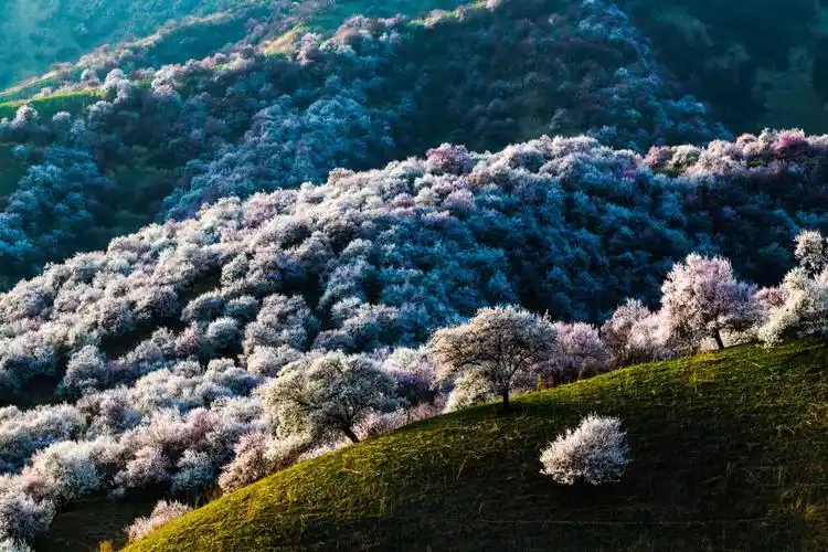 伊犁杏花沟