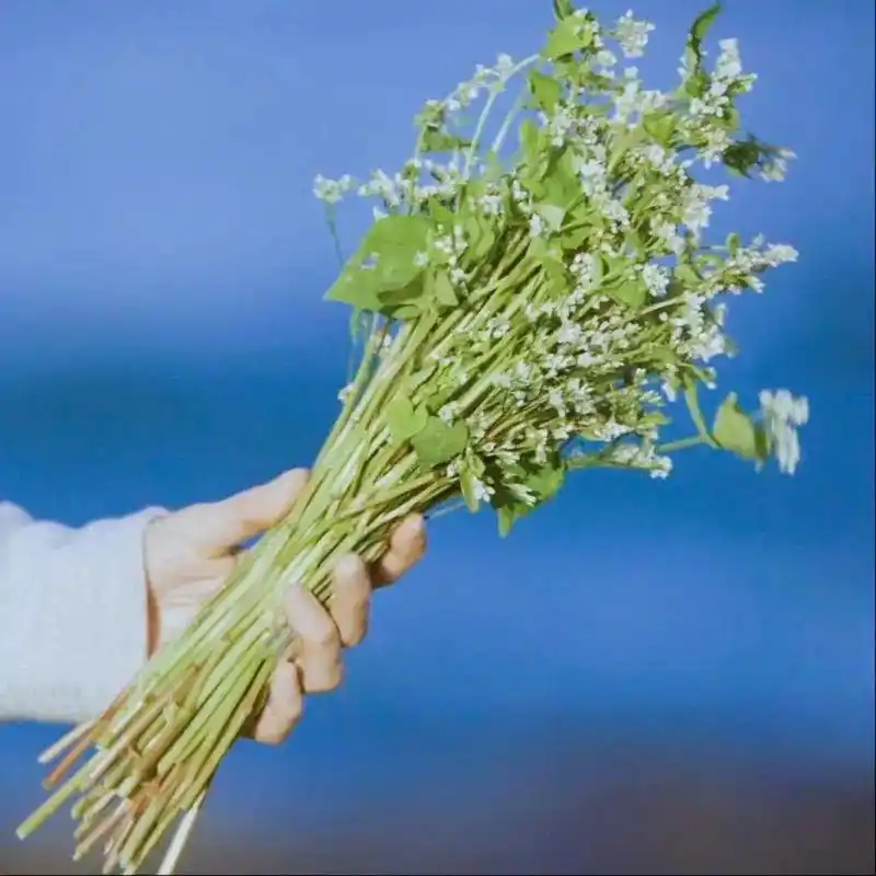 传闻,在韩国海边的渔夫将浪花成为"荞麦花"当水面