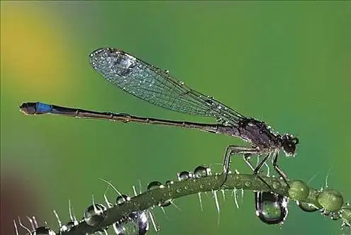 蜻蜓,长叶异痣蟌,昆虫,德国,欧洲,动物