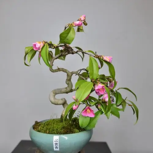 中国记忆茶梅盆景日本小品微型盆栽出云云香绿植