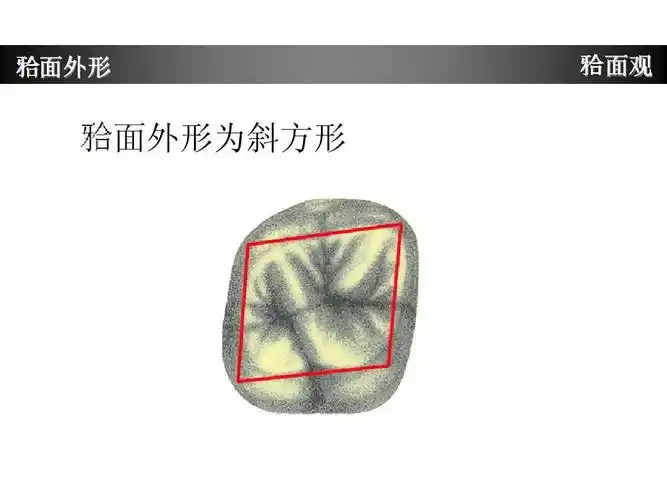 上颌第一磨牙牙体形态简述ppt