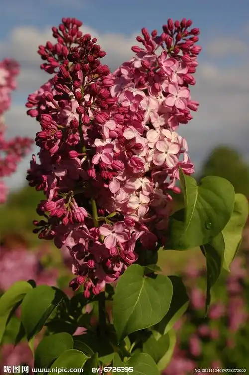 丁香---)丁香花是素雅的.它那白色或淡.