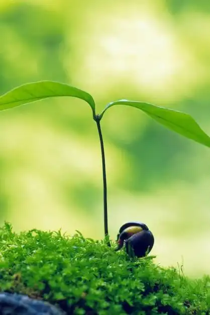 人生那不期而遇的温暖和生生不息的希望图片 -唯美摄影-唯美图片大全