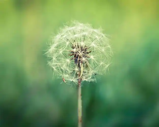 植物特写,蒲公英,绿色模糊背景 壁纸