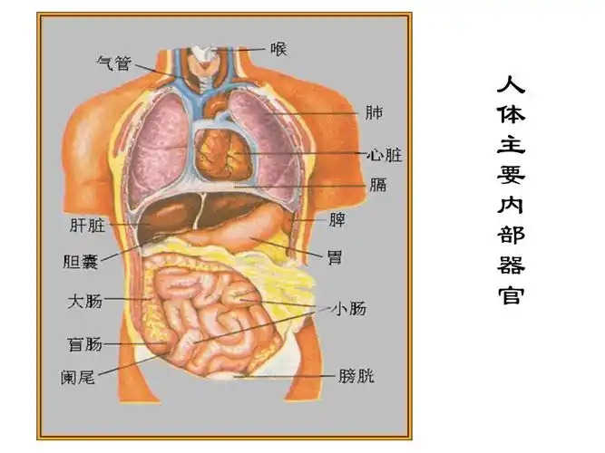 人体的组成科学课件pptppt