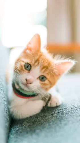 可爱猫咪@喵呜不停